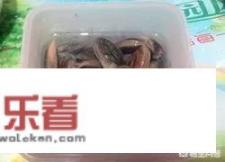 蒸蛤蜊的做法？