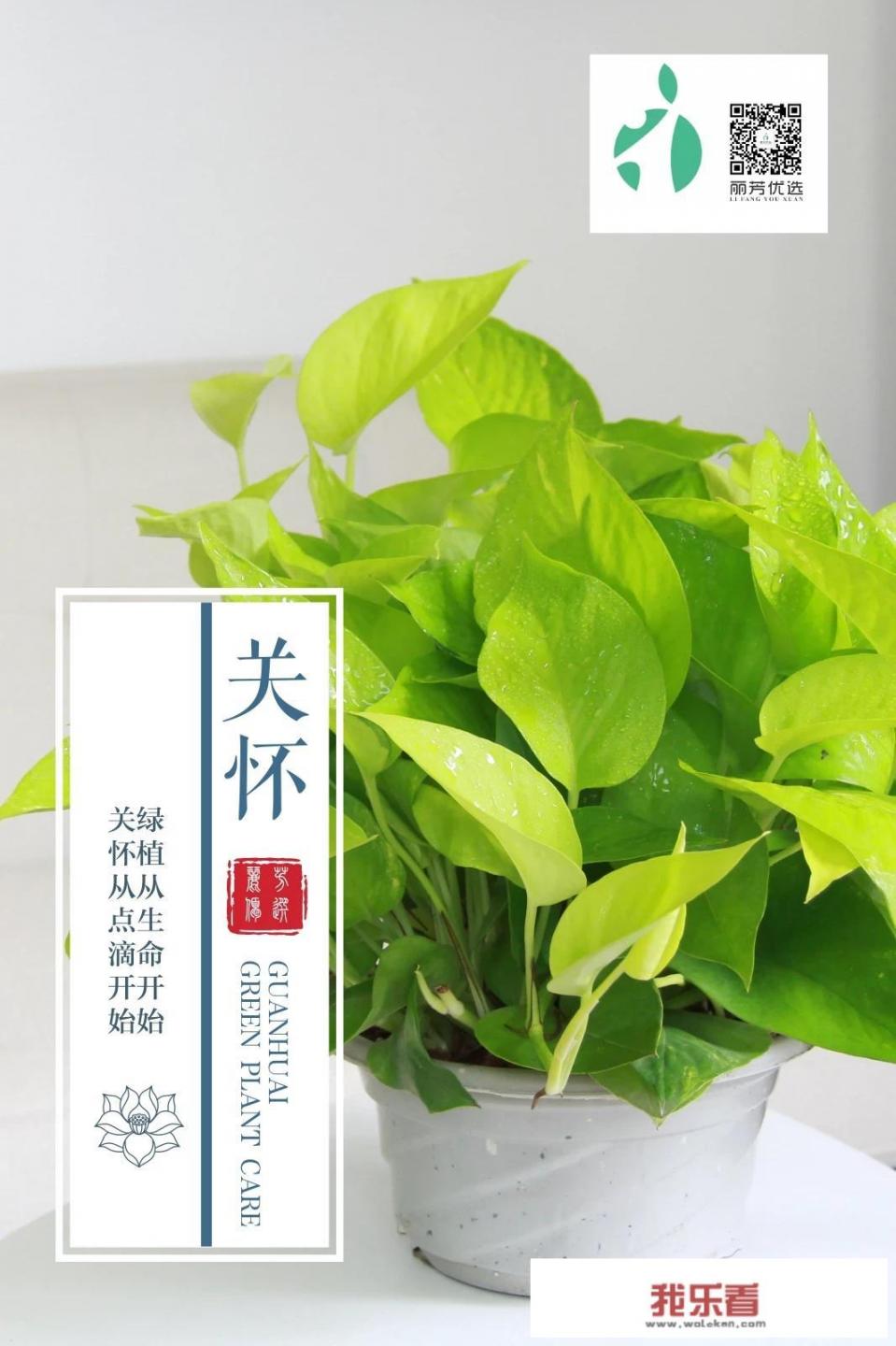 有一种软软的刺肉也嫩嫩的叫什么鱼？