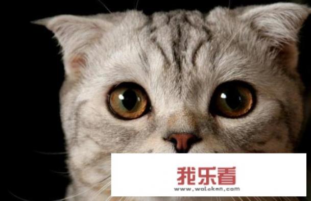 猫怕什么味道？