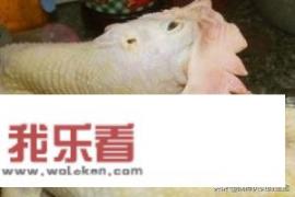 盐焗鸡翅怎样做皮不烂又脆? 盐焗鸡翅怎样做皮不烂又脆?