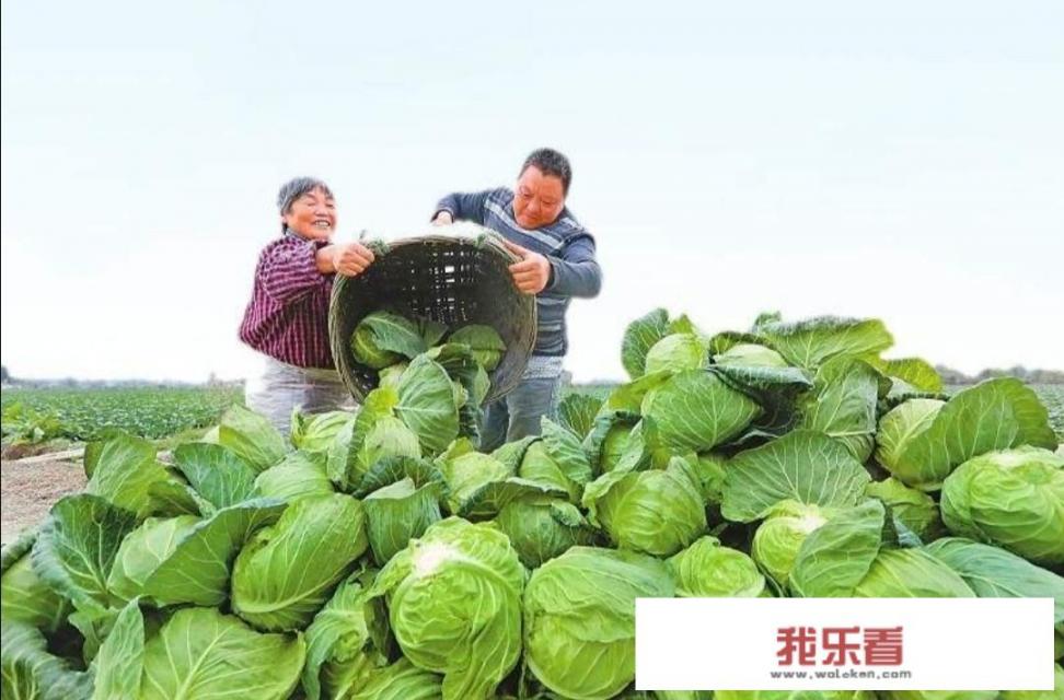 三农领域垂直视频包括哪些？如何创作优质三农视频？