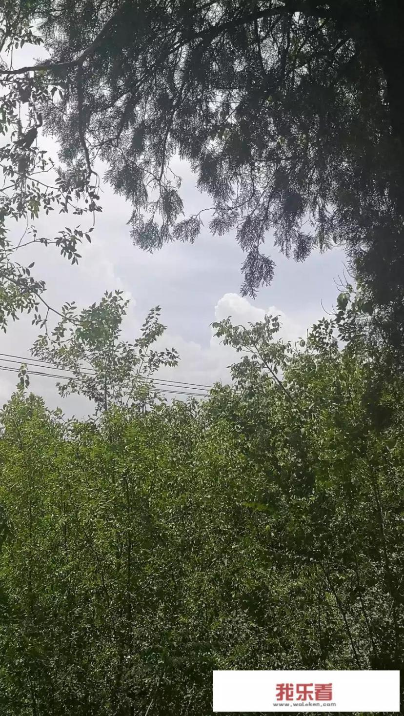 端午手抄报？