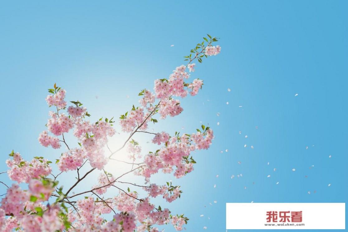 春季十大养生汤？