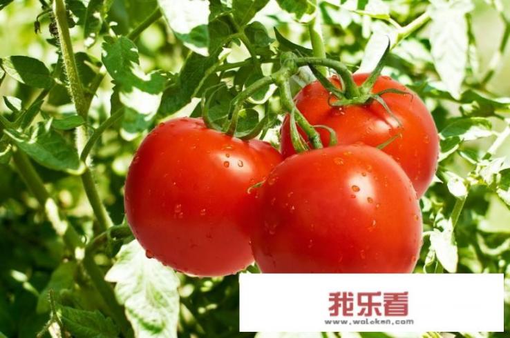 番茄营养价值及功效？