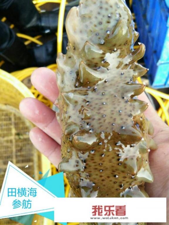 挑选海参最佳方法？