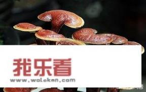 治疗失眠多梦的中药有哪些？