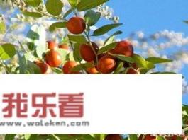 治疗失眠多梦的中药有哪些？