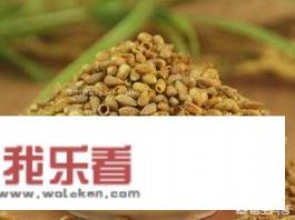 治疗失眠多梦的中药有哪些？
