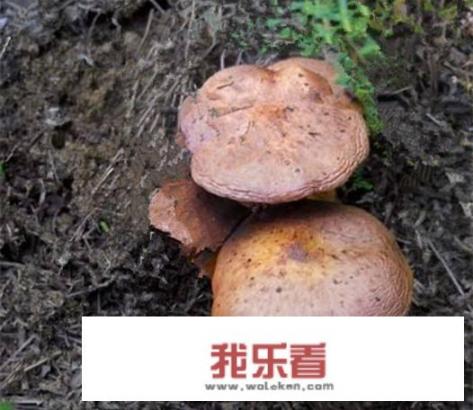 松树下的蘑菇有哪几种能吃？