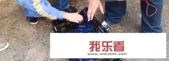 蓝色的龙虾是什么？