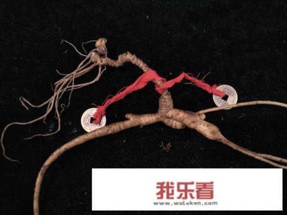 人参的功效与作用？