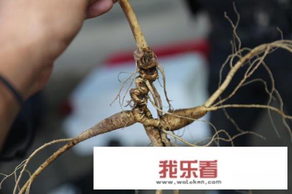 人参的功效与作用？