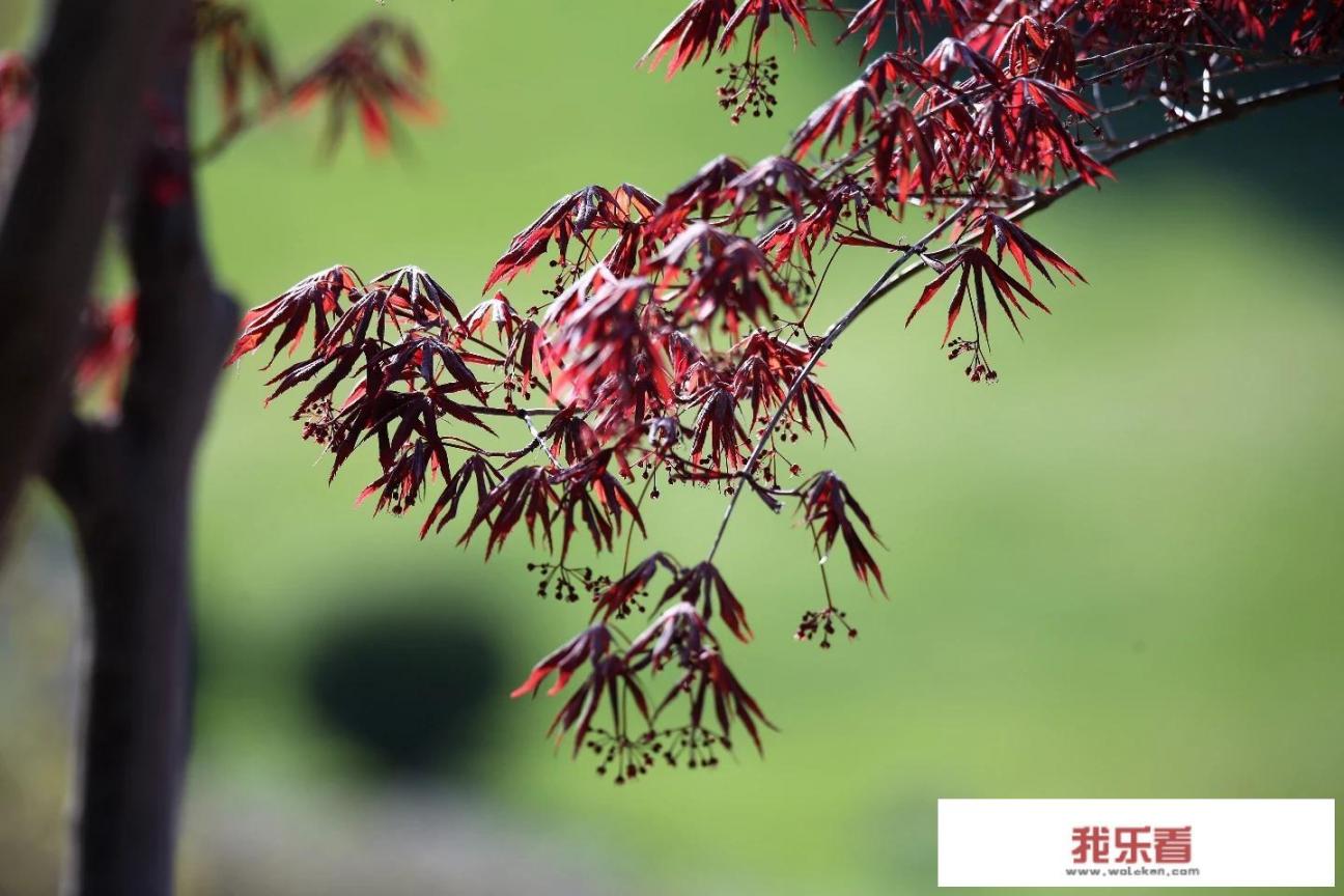 2020年的照片如何恢复到相册里？