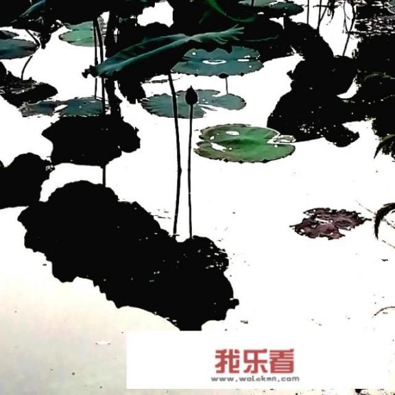 水墨荷花意思？