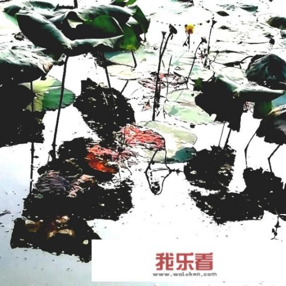 水墨荷花意思？