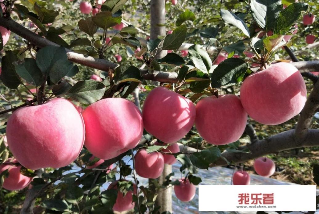 同样的图片为什么苹果手机比安卓手机的好看，刚买了华为的，但是我的6s比p30pro图片还要好看？