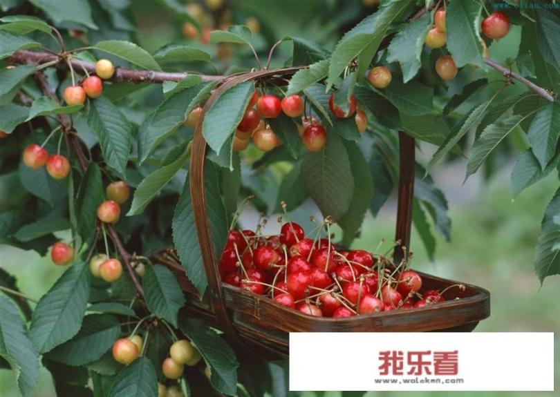 樱桃树叶太多怎么办，用不用处理，怎样处理？