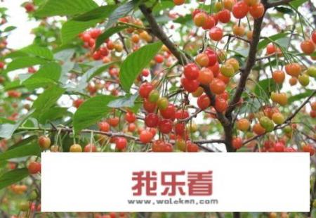 樱桃树叶太多怎么办，用不用处理，怎样处理？