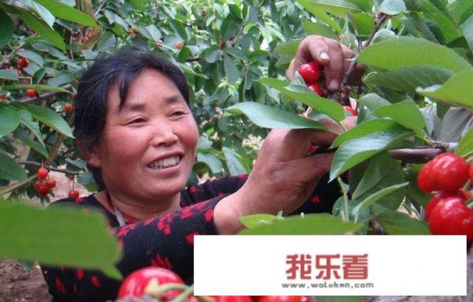 樱桃树叶太多怎么办，用不用处理，怎样处理？