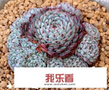 多肉有多少个品种？