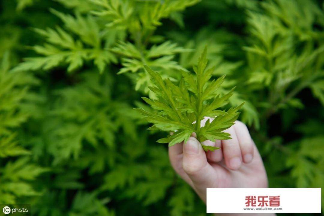 端午手抄报？