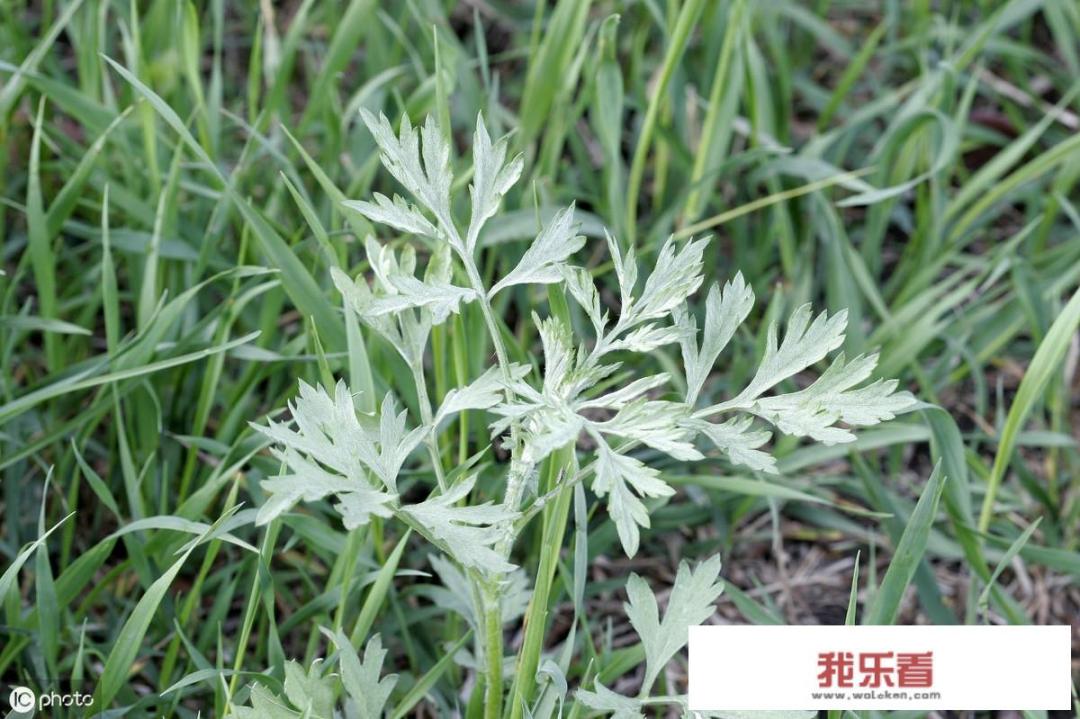 端午手抄报？