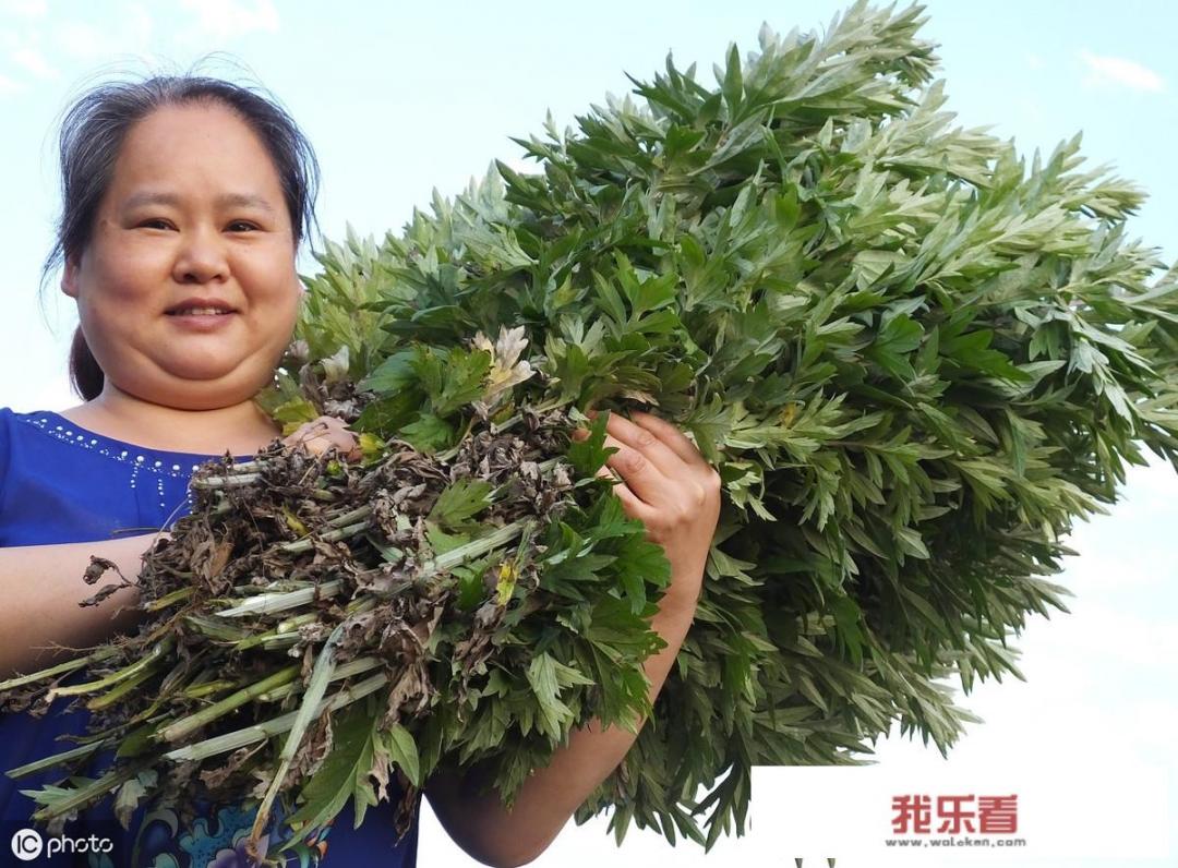 端午手抄报？