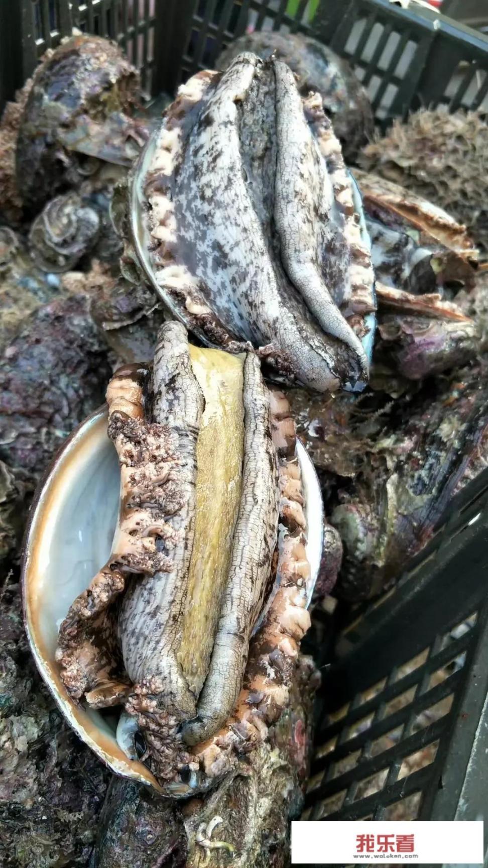 鲍鱼怎么煮才软烂？