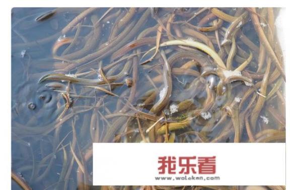 稻田套养黄鳝最佳模式？