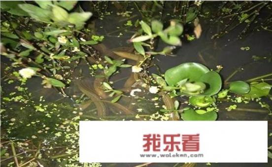 稻田套养黄鳝最佳模式？