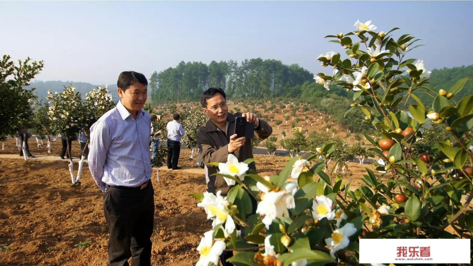油茶树种植技术？
