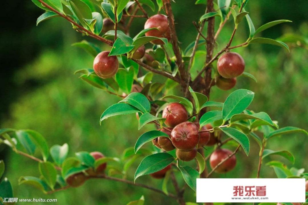 油茶树种植技术？