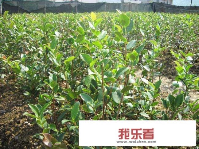 油茶树种植技术？