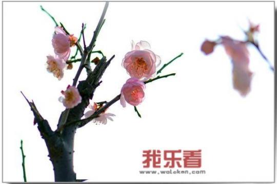 “梅花香自苦寒来”全诗是什么？