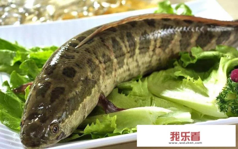 黑鱼汤怎么做好喝又营养？