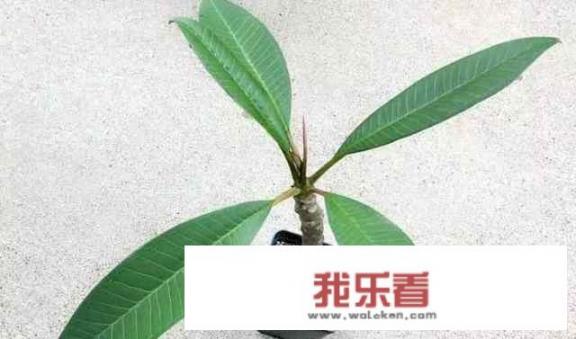 鸡蛋花怎么养护才能开花？