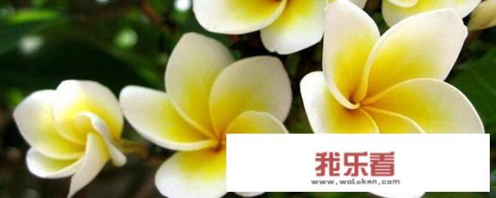 鸡蛋花怎么养护才能开花？