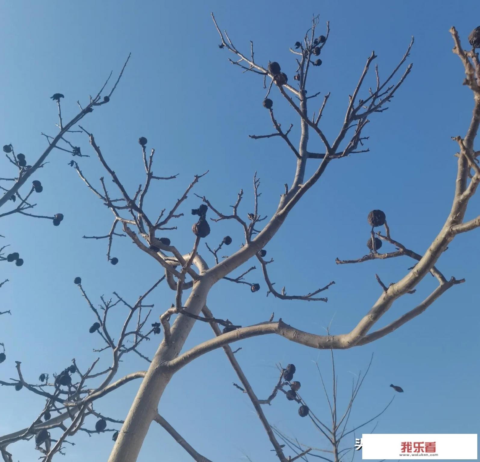 2023年春节在几月？