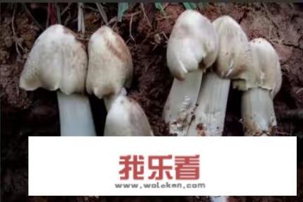 鸡腿菇就是鸡枞吗？