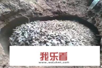 鸡腿菇就是鸡枞吗？