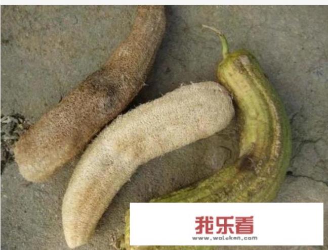 丝瓜籽的药用功效？