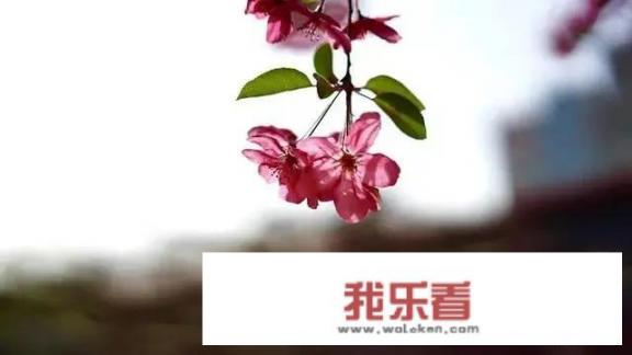 嫩草的香味的介绍？