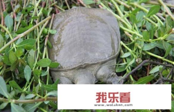 野生甲鱼怎么辨别？