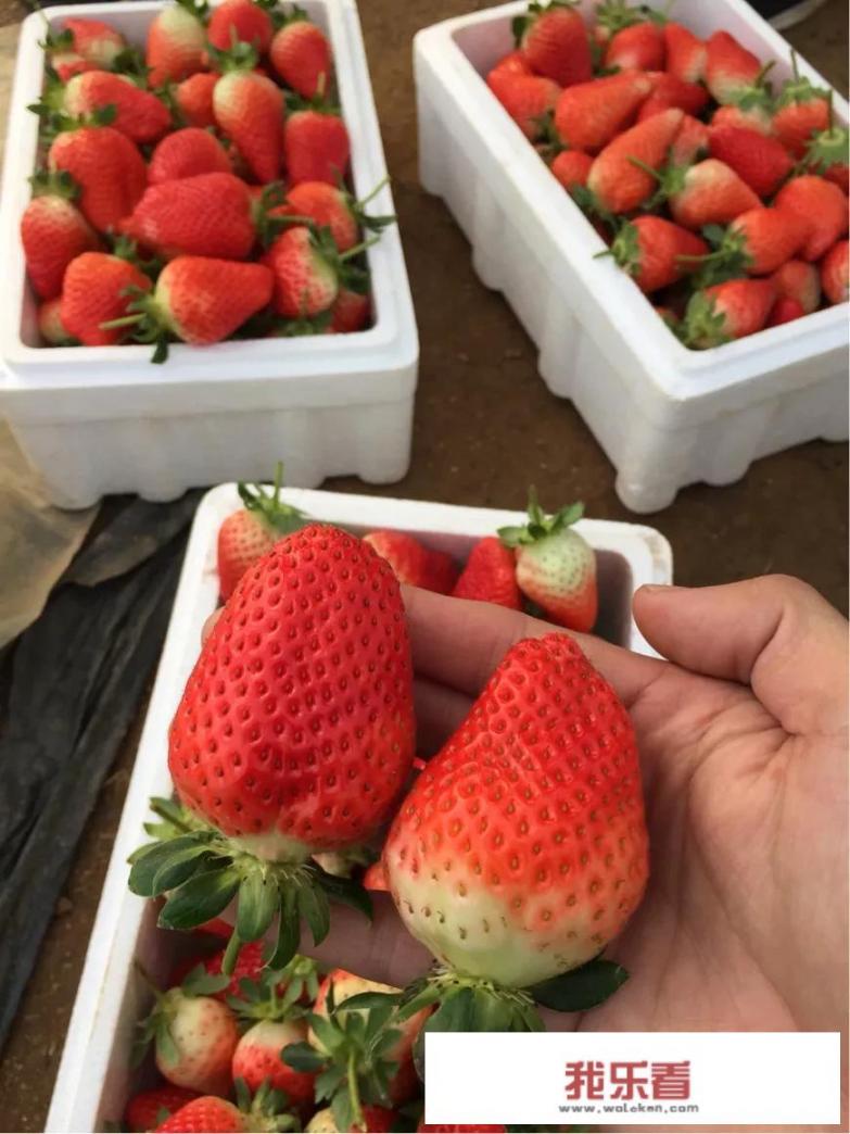 牛奶草莓是怎么种出来的？