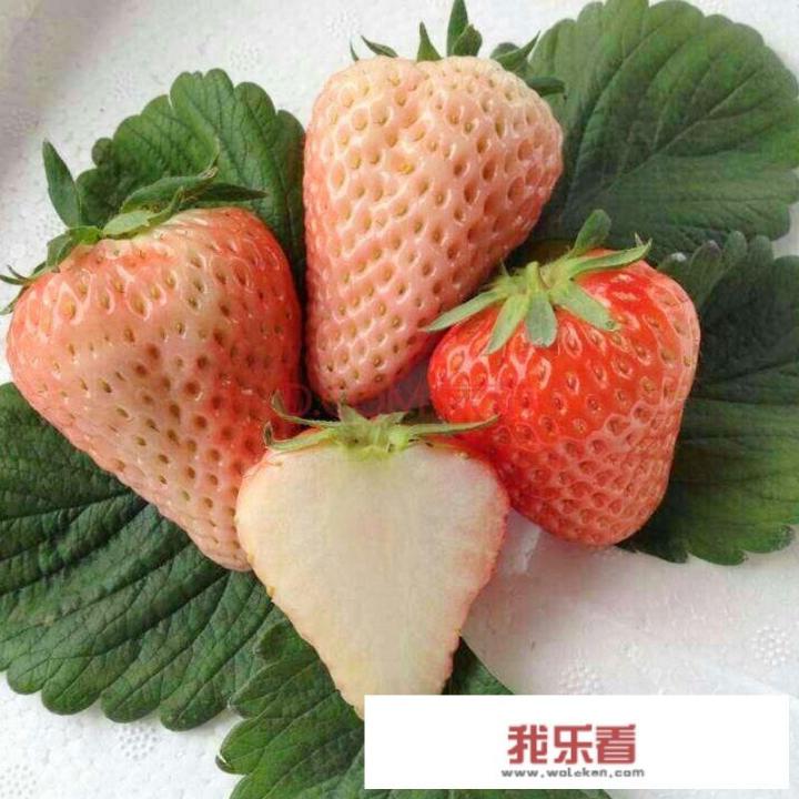 牛奶草莓是怎么种出来的？