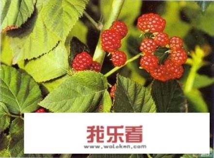 有1500亩覆盆子种植基地，目前市场价格很低，还可以坚持吗？