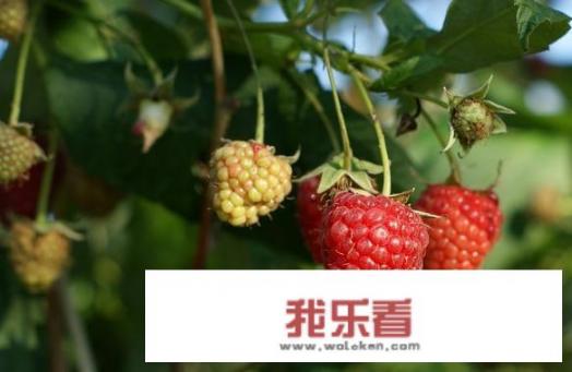 有1500亩覆盆子种植基地，目前市场价格很低，还可以坚持吗？