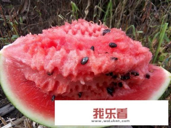 中国最好西瓜种子？