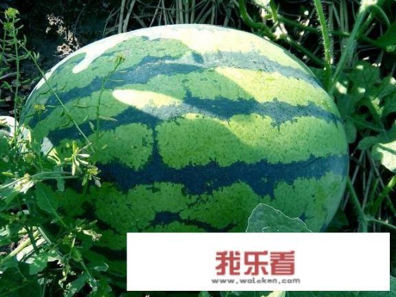 中国最好西瓜种子？