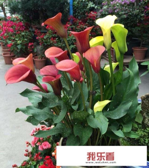 马蹄莲的养护要注意什么？马蹄莲花怕晒吗？